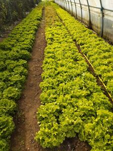 Les agriculteurs jouent le jeu