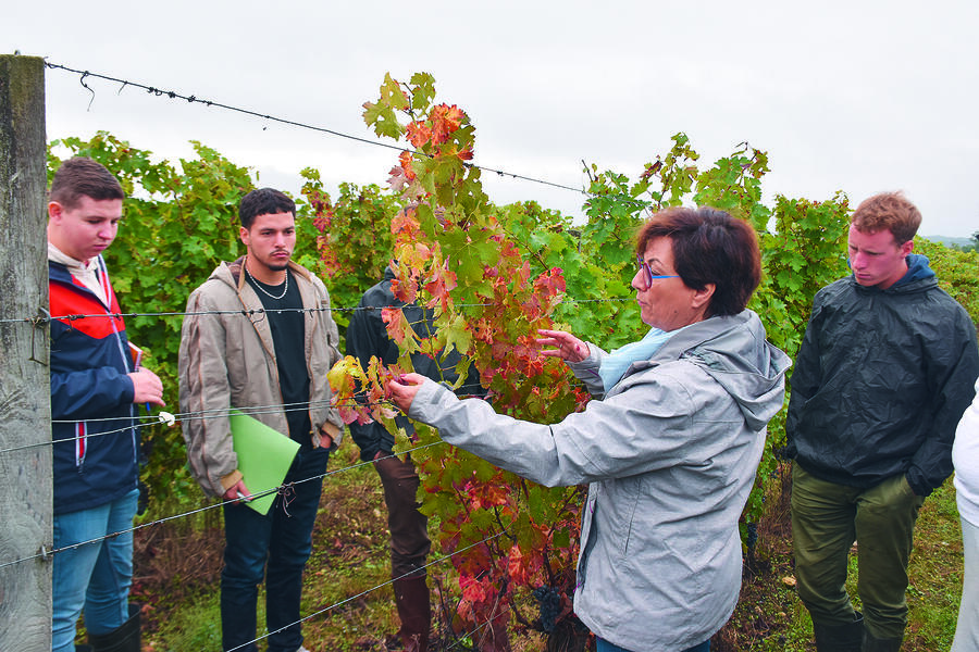 Identifier les maladies de la vigne