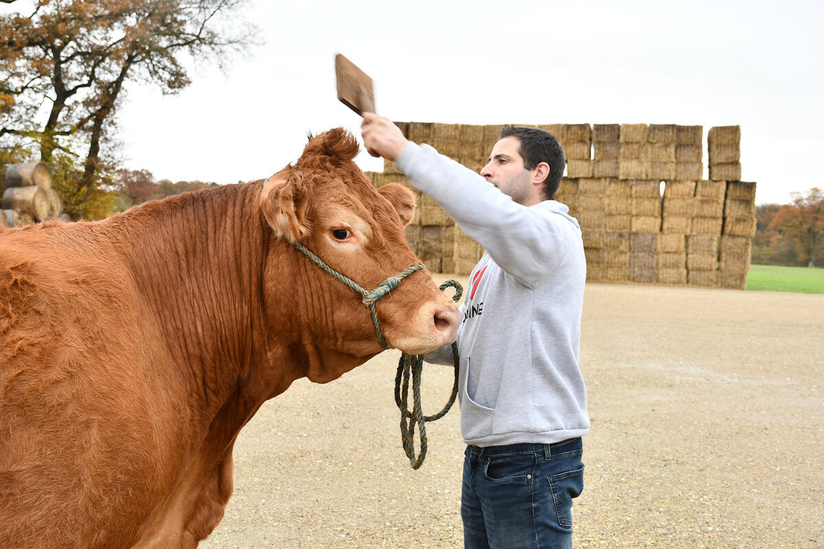 Alexandre Humeau, de l'EARL des Prés (86) est très fier de présenter Oupette, qui sera l'égérie du prochain Salon international de l'agriculture.