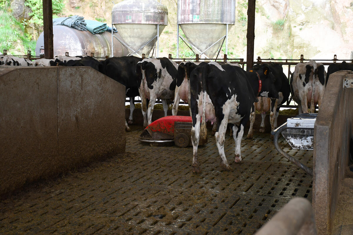 Dans chaque logette, les vaches disposent d'un matelas et de genouillères pour davantage de confort. 
