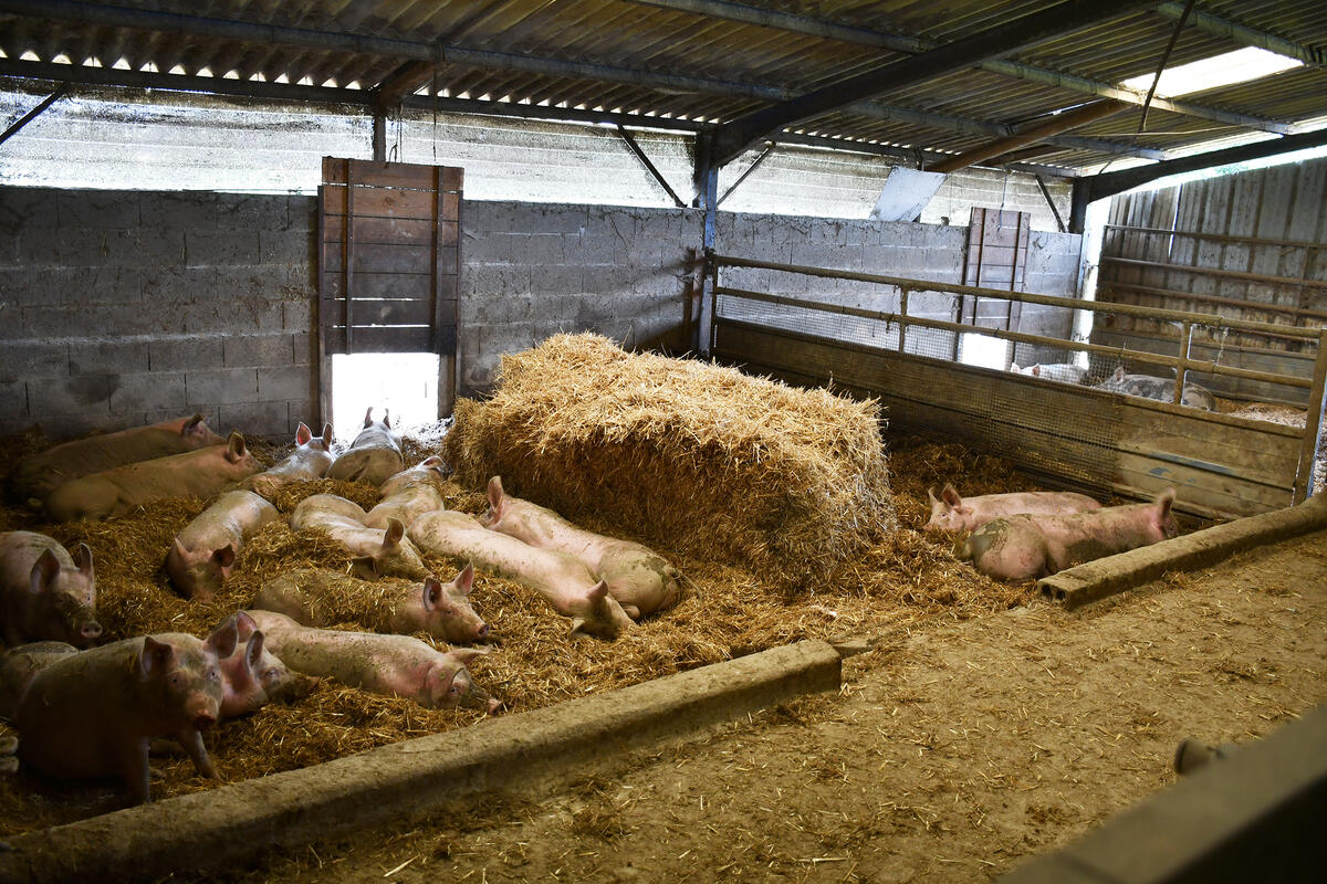 Chaque lot de porcs disposent d'une parcelle fermée selon les règles dictées par la biosécurité. Là ce sont les porcs prêts à être abattus. 