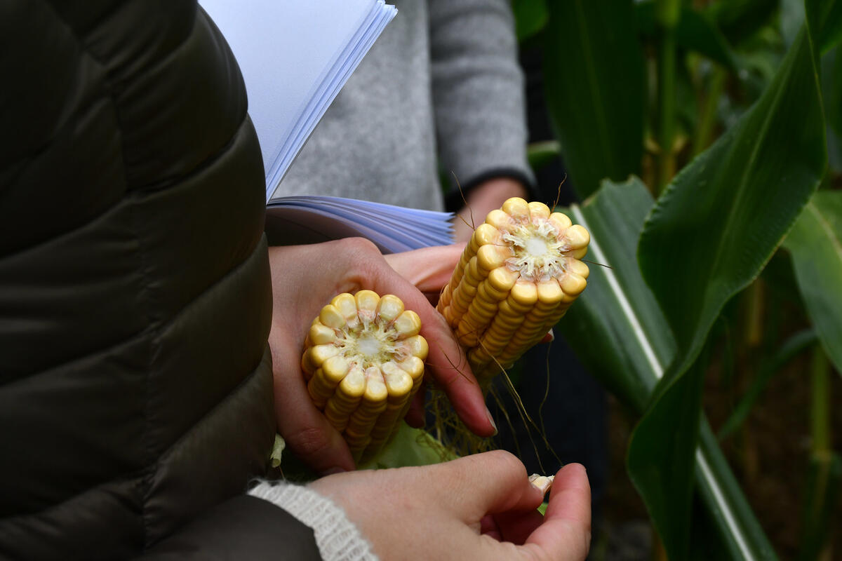 Bernard et cédric Beylier échangent avec anne-Lise petitjean à propos de la composition du maïs ensilage récolté en 2023. 